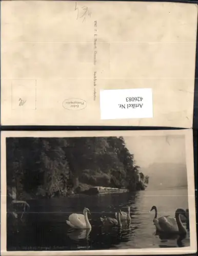 426083,Foto Ak Tiere Schwäne a. Traunsee Salzkammergut pub F. E. Brandt Gmunden 5438/1