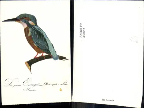 430053,Künstler Ak Der gemeine Eisvogel sitzt auf Ast Tiere Vögel