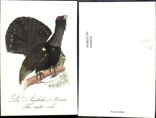 430054,Künstler Ak Das Auerhuhn Männchen sitzt auf Ast Tiere Vögel