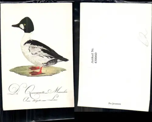 430060,Künstler Ak Die Quakente Männchen Tiere Vögel