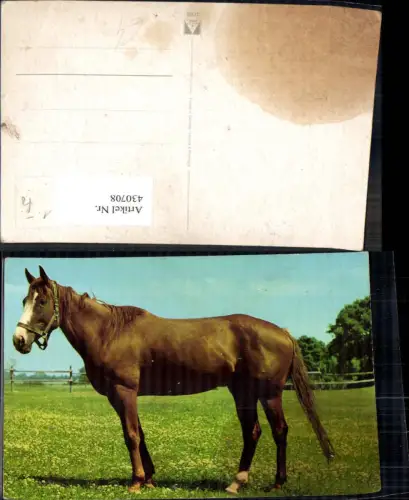 430708,Pferd Tiere Weide
