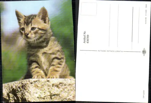430709,Katze Kätzchen Tiere