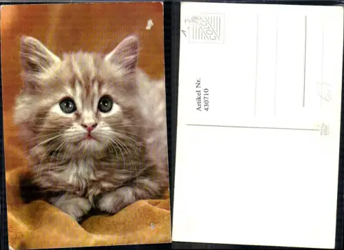 430710,Katze Kätzchen Portrait Tiere