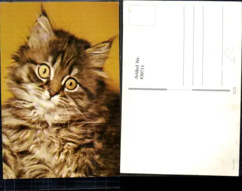 430711,Katze Kätzchen Tiere