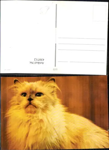 430712,Katze Langhaarkatze Tiere