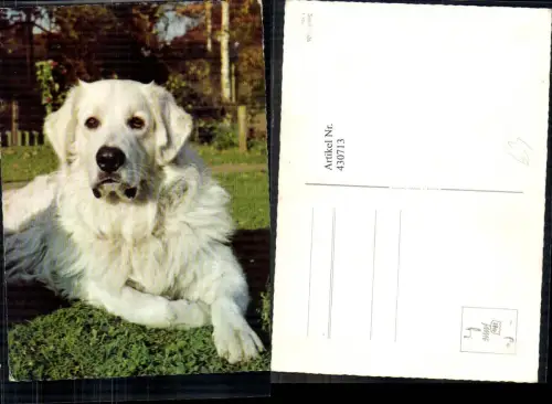 430713,Hund Retriever Tiere