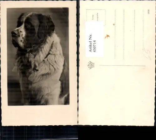 430714,Foto Ak Bernhardiner Hund Tiere