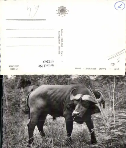 447263,Faune Africaine Afrika Buffle Büffel Hornträger Rind Tier