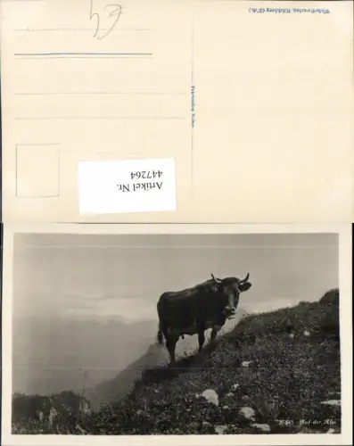 447264,Auf der Alp Alm Kuh Rind Tier Bergkulisse