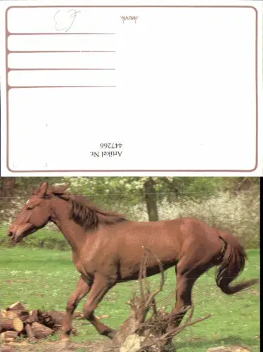 447266,Braunes Pferd Tier