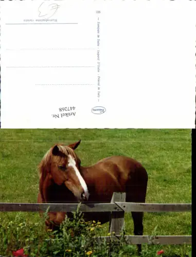 447268,Braunes Pferd Tier Zaun