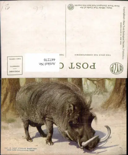 447270,New York Zoological Park East African Wart-Hog Warzenschwein Schwein Tier