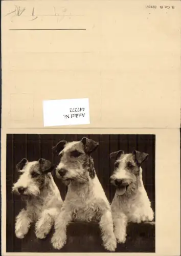 447272,Russell Terrier Hunde Tiere