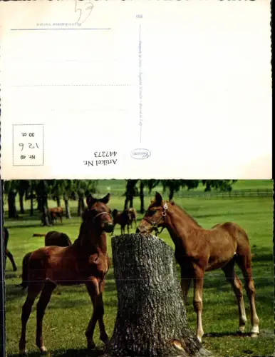 447273,Tiere Pferde Baumstamm