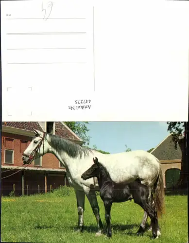 447275,Tiere Pferde Fohlen