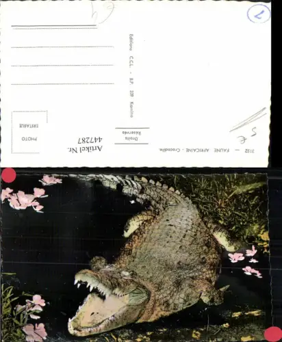 447287,Faune Africaine Afrika Crocodile Krokodil Tier