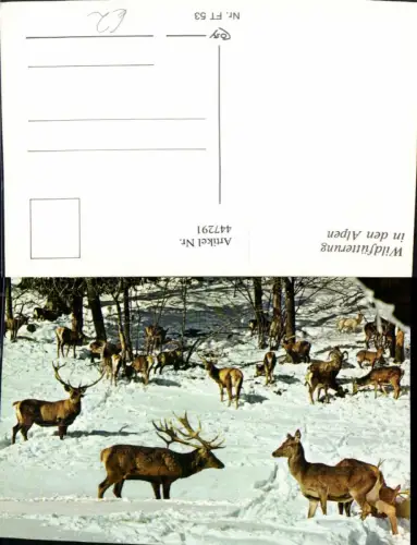 447291,Wildfütterung in den Alpen Tiere Wild Hirschen Rehe