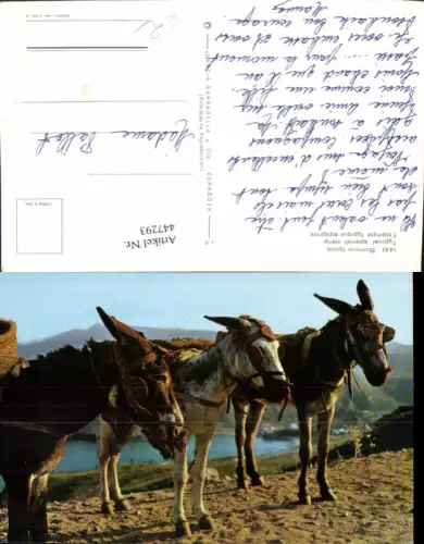 447293,Borricos tipicos Tiere Eseln Packesel