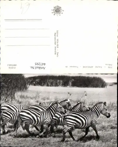 447295,Faune Africaine Afrika Troupeau de Zebres Zebra Tiere
