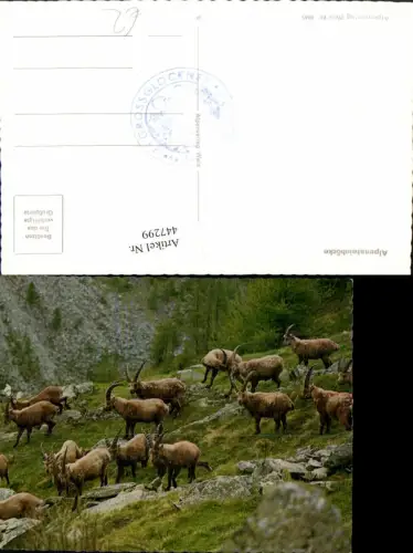 447299,Alpensteinböcke Steinböcke Tiere