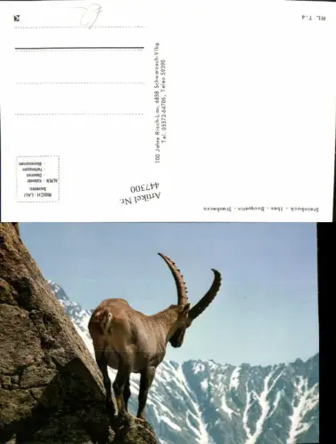 447300,Tier Steinbock Ibex Stambecco Bergkulisse