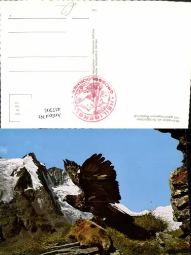 447302,Steinadler am Großglockner mit geschlagenem Murmeltier Adler Tiere Bergkulisse