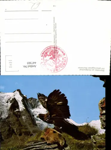447303,Steinadler am Großglockner mit geschlagenem Murmeltier Adler Tiere Bergkulisse