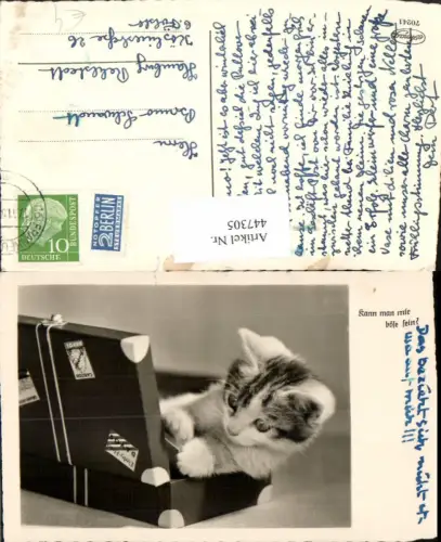 447305,Kann man mir böse sein Tier Katze Koffer