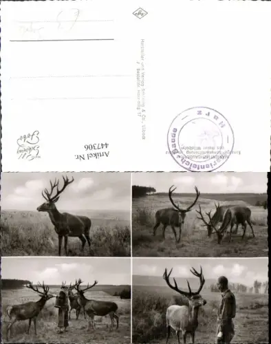 447306,Marienteichbaude im Harz Sommerfütterung Wild Tiere Hirsche