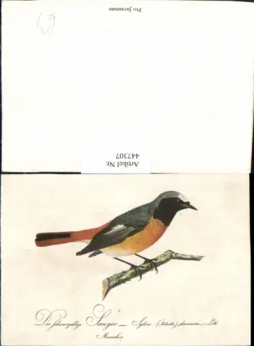 447307,Der schwarzkehlige Sänger Tier Vogel