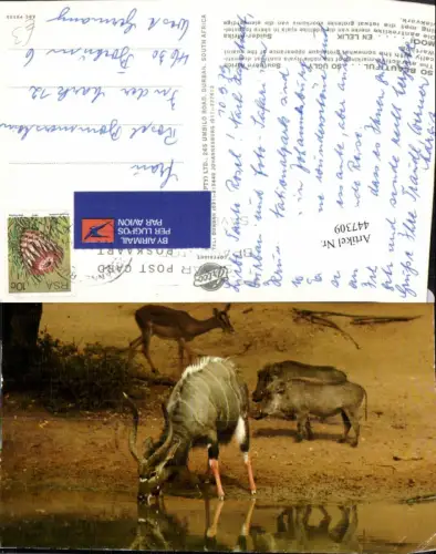 447309,Southern Africa Afrika Tiere Antilopen Warzenschweine