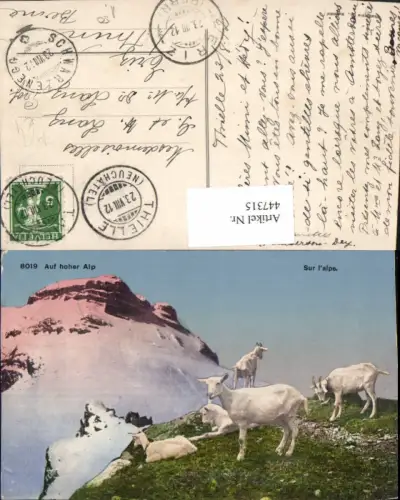 447315,Auf hoher Alp Alm Tiere weiße Gämse Bergkulisse
