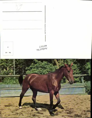 447317,Tier braunes Pferd