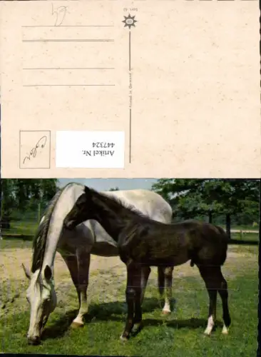 447324,Tiere Pferde Fohlen