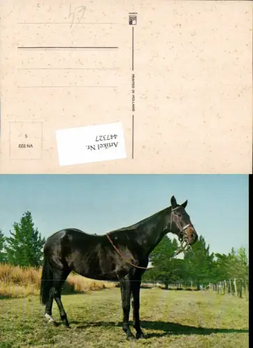447327,Tier schwarzes Pferd