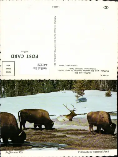 447328,Yellowstone Natinal Park Buffalo and Elk Tiere Büffel Rind Elch