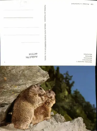 447334,Marmota marmota Tiere Murmeltiere Nagetiere