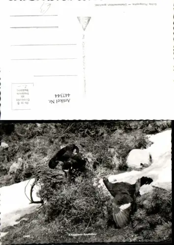 447344,Kämpfende Spielhähne Birkhuhn Tier Vögel