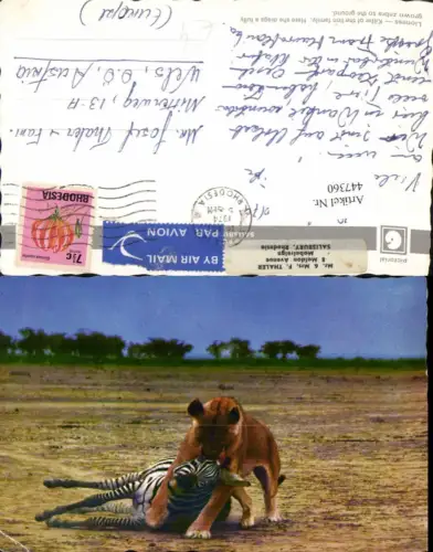 447360,Lioness Tiere Löwe tötet Zebra