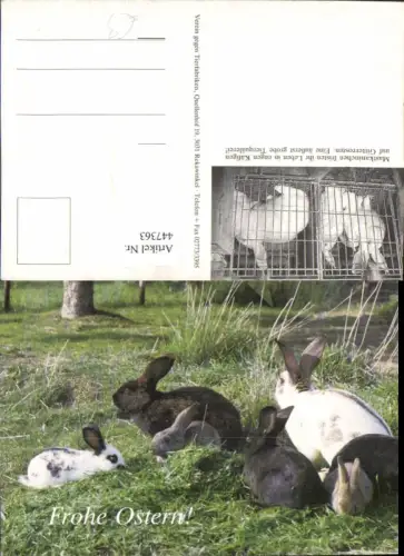 447363,Ostern Tiere Hasen Kaninchen