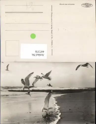 447370,Tiere Vögel Möwen Strand Meer