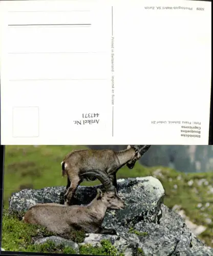 447371,Tiere Steinböcke Capricorns