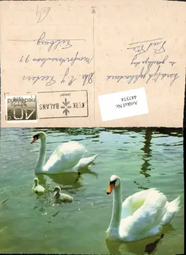 447374,Tiere Schwäne Küken