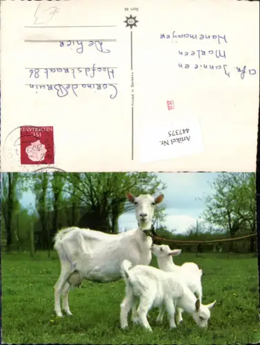 447375,Tiere Ziegen Zicklein