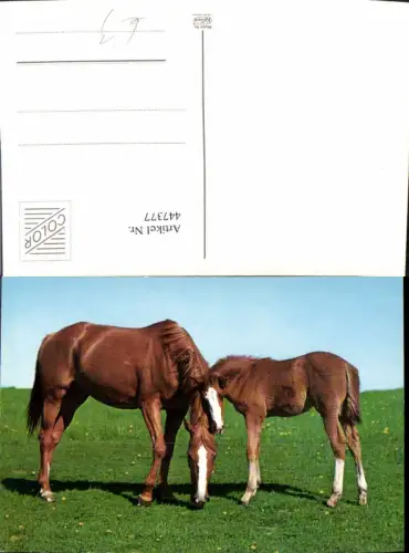 447377,Tiere Pferde Fohlen