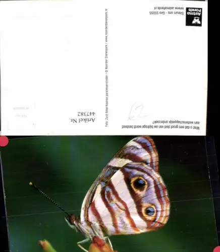 447382,Tier Schmetterling