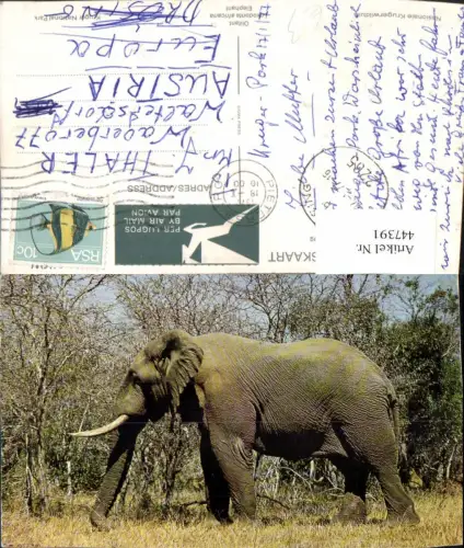 447391,Nasionale Krugerwildtuin Tier Elefant