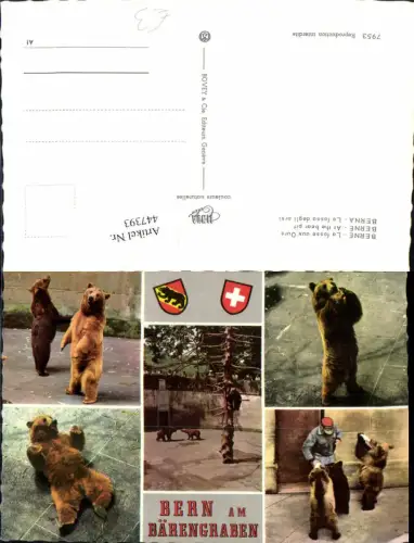 447393,Berne Bern Zoo Bärengraben Tiere Bären Mehrbildkarte