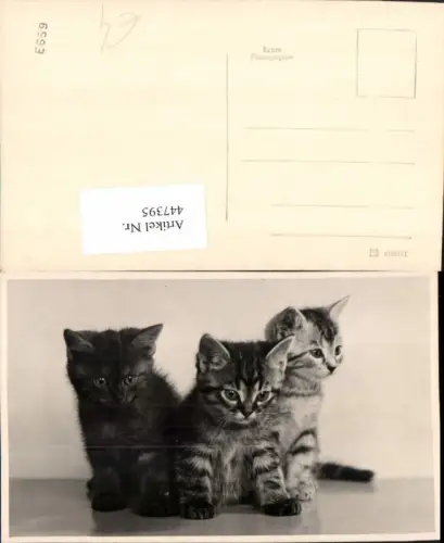 447395,Tiere Katzen Katzenkinder