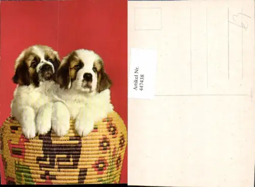 447438,Tiere Hunde Welpen Bernhardiner